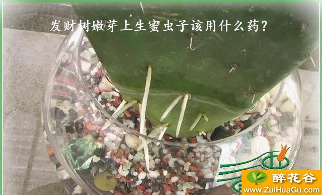 发财树嫩芽上生蜜虫子该用什么药？