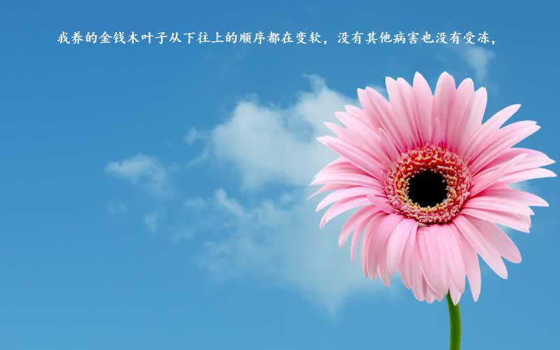 我养的金钱木叶子从下往上的顺序都在变软,没有其他病害也没有受冻,
