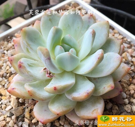 芙蓉雪莲和梦露如何鉴别?