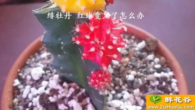 绯牡丹 红球变黑了怎么办