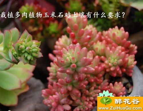 栽植多肉植物玉米石对土壤有什么要求？