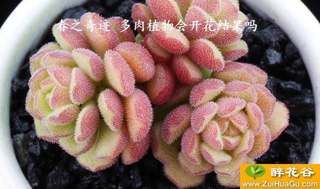 春之奇迹 多肉植物会开花结果吗