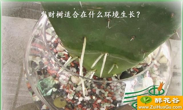 发财树适合在什么环境生长？