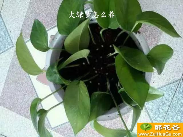 大绿萝怎么养