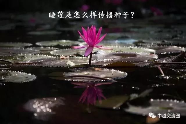 睡莲是怎么样传播种子？