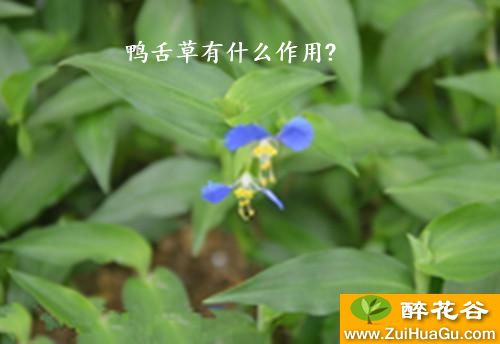 鸭舌草有什么作用?