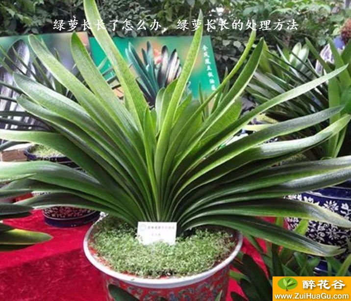 绿萝长长了怎么办,绿萝长长的处理方法