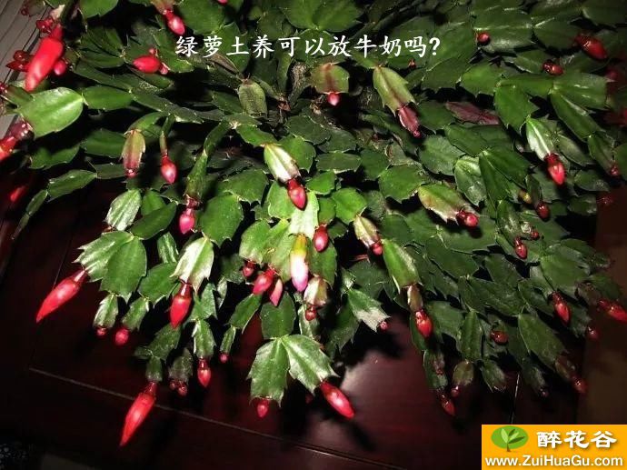 绿萝土养可以放牛奶吗?