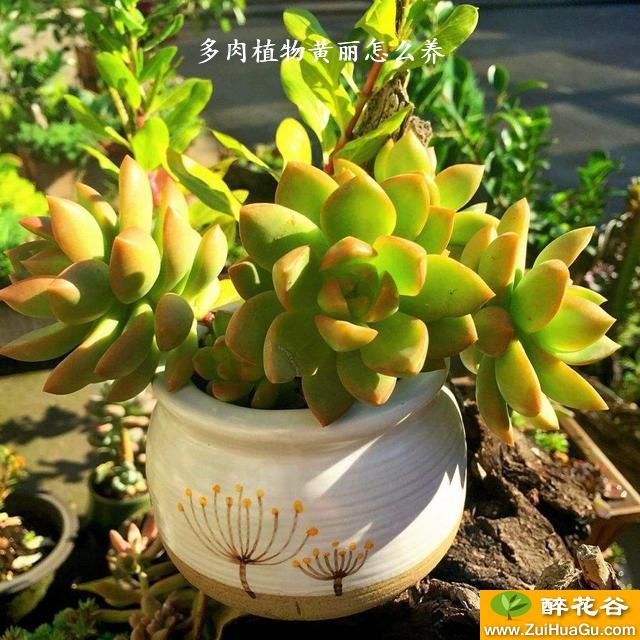 多肉植物黄丽怎么养