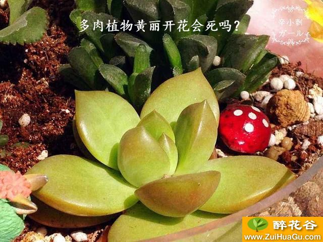 多肉植物黄丽开花会死吗？