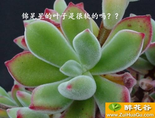 锦晃星的叶子是很软的吗？？