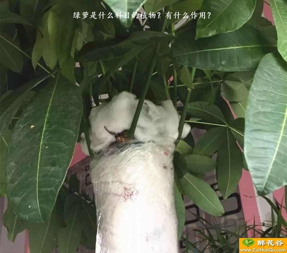 绿萝是什么科目的植物？有什么作用？