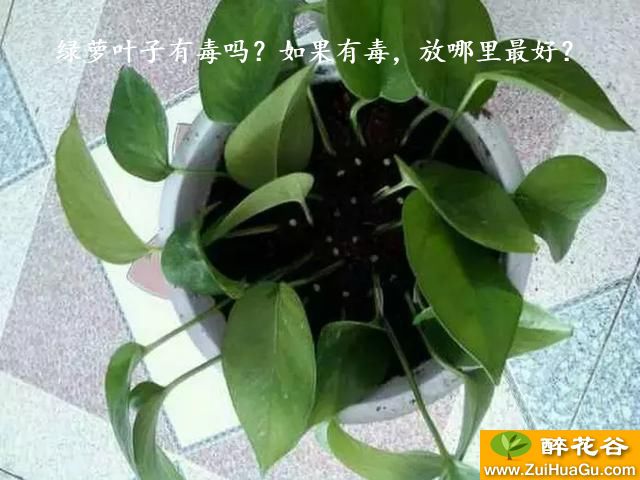 绿萝叶子有毒吗?如果有毒,放哪里最好?
