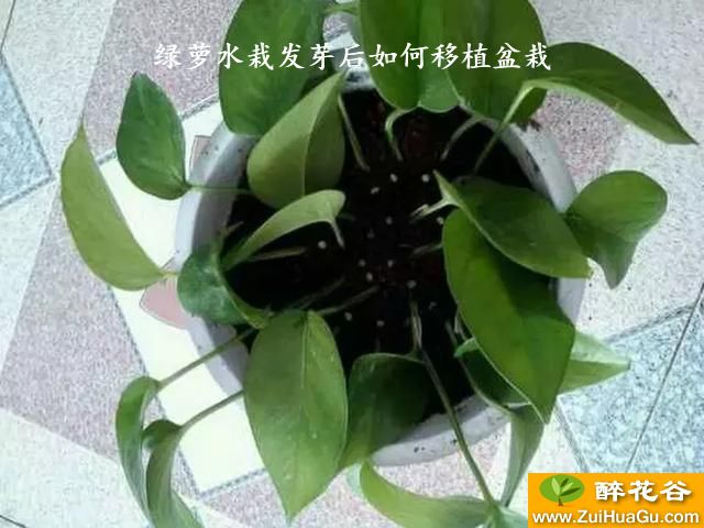 绿萝水栽发芽后如何移植盆栽