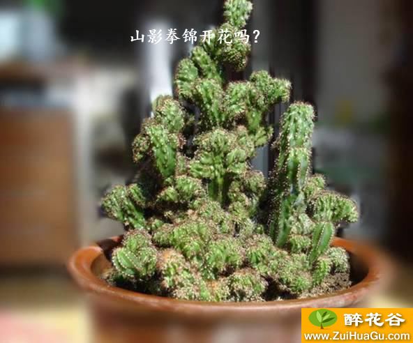 山影拳锦开花吗？