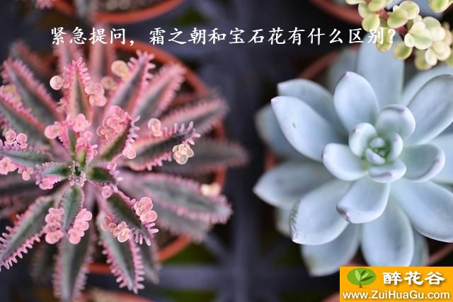 紧急提问,霜之朝和宝石花有什么区别?