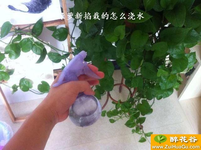 绿萝新掐栽的怎么浇水