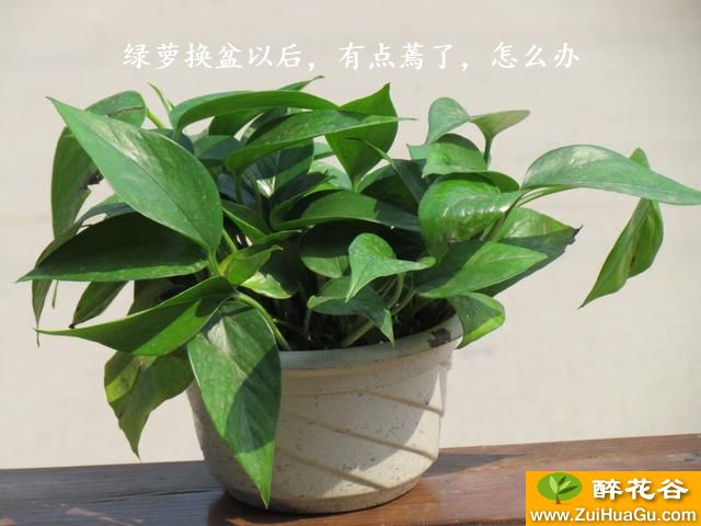 绿萝换盆以后,有点蔫了,怎么办