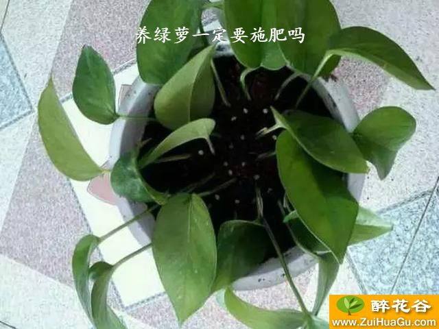 养绿萝一定要施肥吗