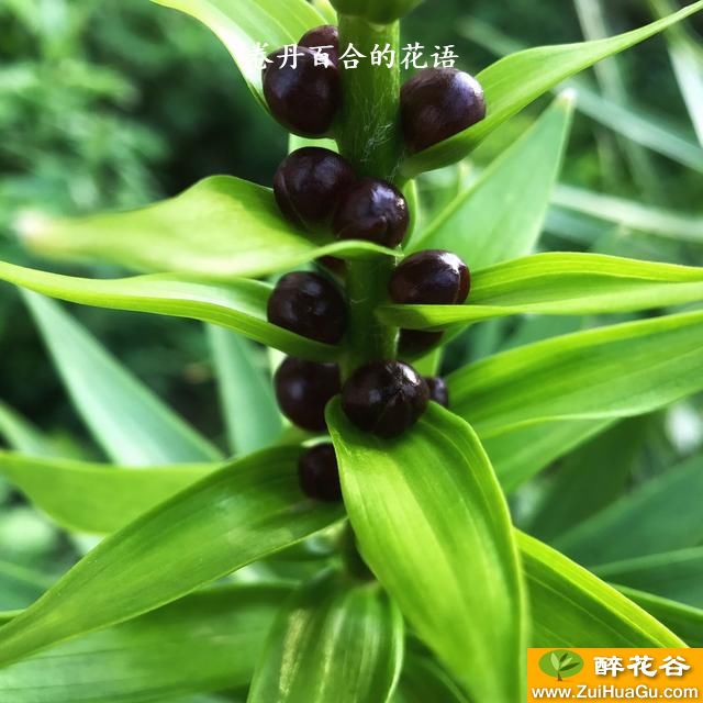 卷丹百合的花语