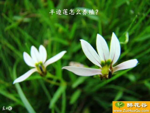 半边莲怎么养殖?