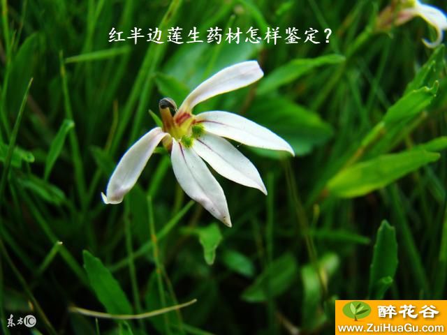 红半边莲生药材怎样鉴定？