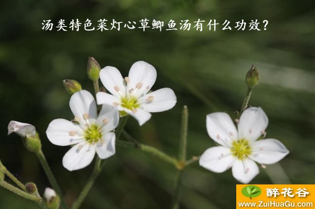 汤类特色菜灯心草鲫鱼汤有什么功效？