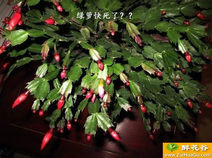 绿萝快死了??