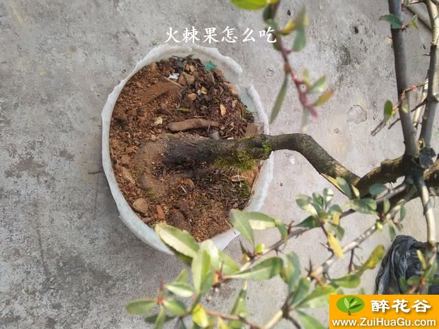 火棘果怎么吃