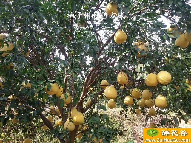 柚子树种植方法