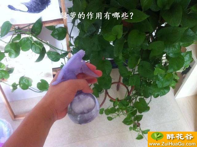 绿萝的作用有哪些?