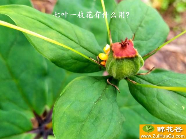 七叶一枝花有什么用?