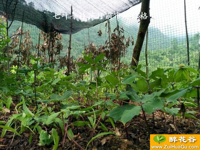 七叶一枝花目前市场价格