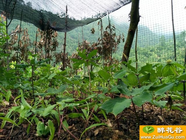 七叶一枝花怎样食用