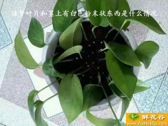 绿萝叶片和茎上有白色粉末状东西是什么情况