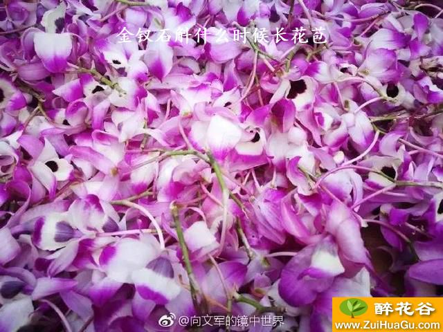 金钗石斛什么时候长花苞