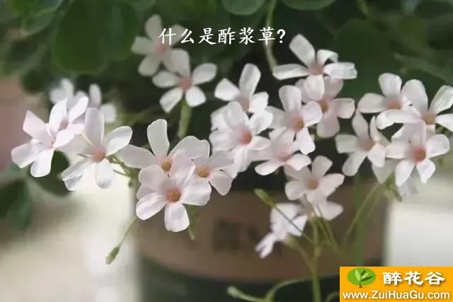 什么是酢浆草?