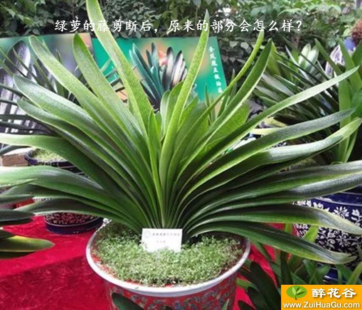 绿萝的藤剪断后,原来的部分会怎么样?