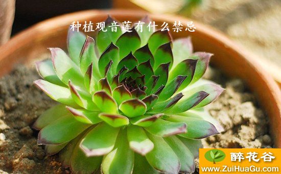 种植观音莲有什么禁忌