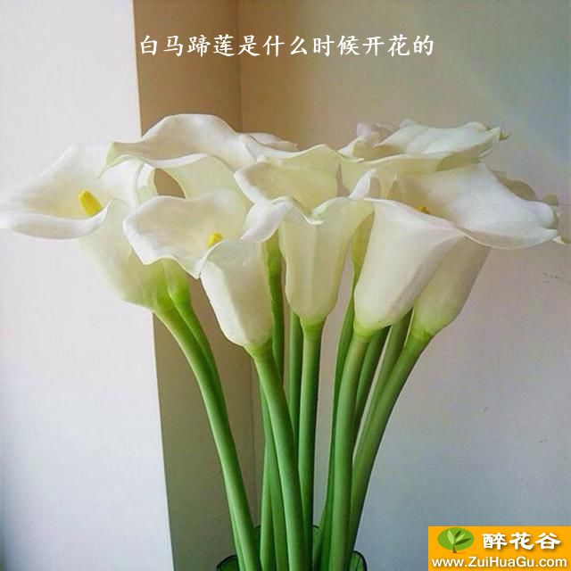 白马蹄莲是什么时候开花的