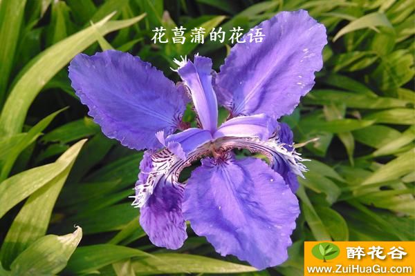 花菖蒲的花语