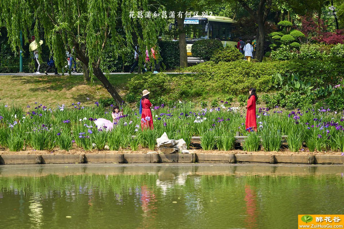 花菖蒲和菖蒲有何区别？