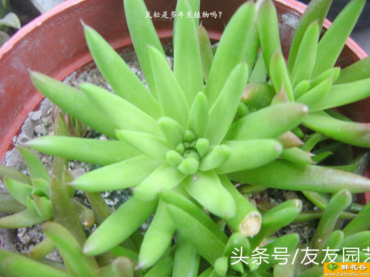 瓦松是多年生植物吗？