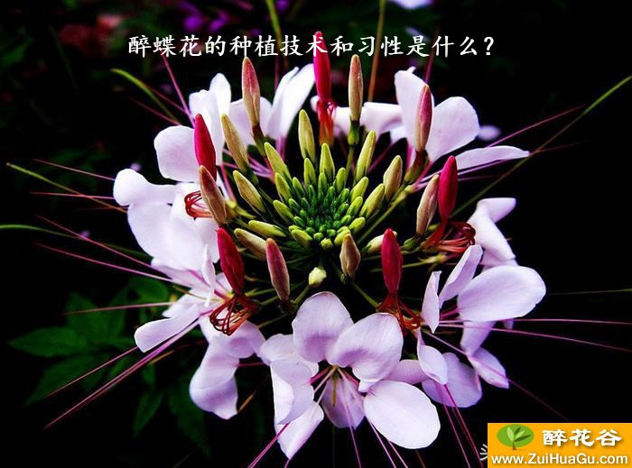 醉蝶花的种植技术和习性是什么？