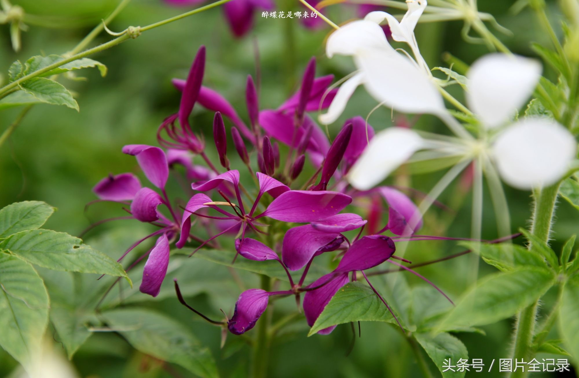 醉蝶花是哪来的