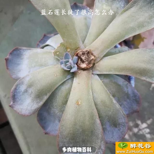 蓝石莲长徒了很高怎么办