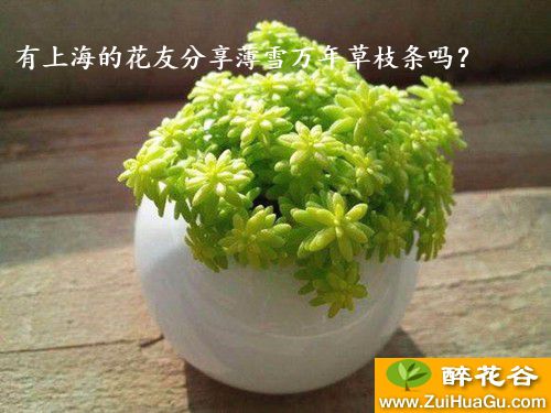 有上海的花友分享薄雪万年草枝条吗？