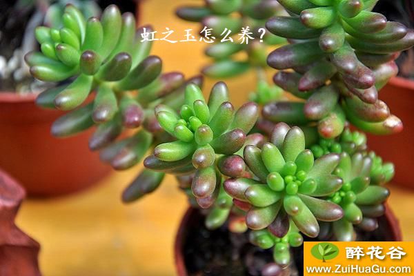 虹之玉怎么养?