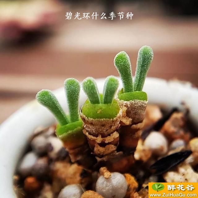 碧光环什么季节种