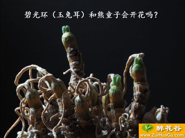 碧光环（玉兔耳）和熊童子会开花吗？